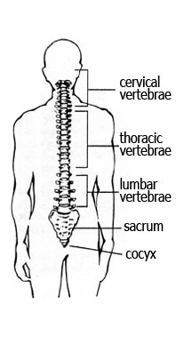 Diagram showing cervical, thoracic, lumbar, sacrum and cocyx regions