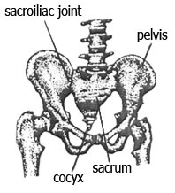 Diagram showing sacrum and cocyx regions